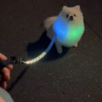 LED Dog Collar - Keeping Your Furry Friend Safe and Stylish