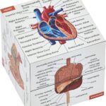 Human Anatomy Study Cube