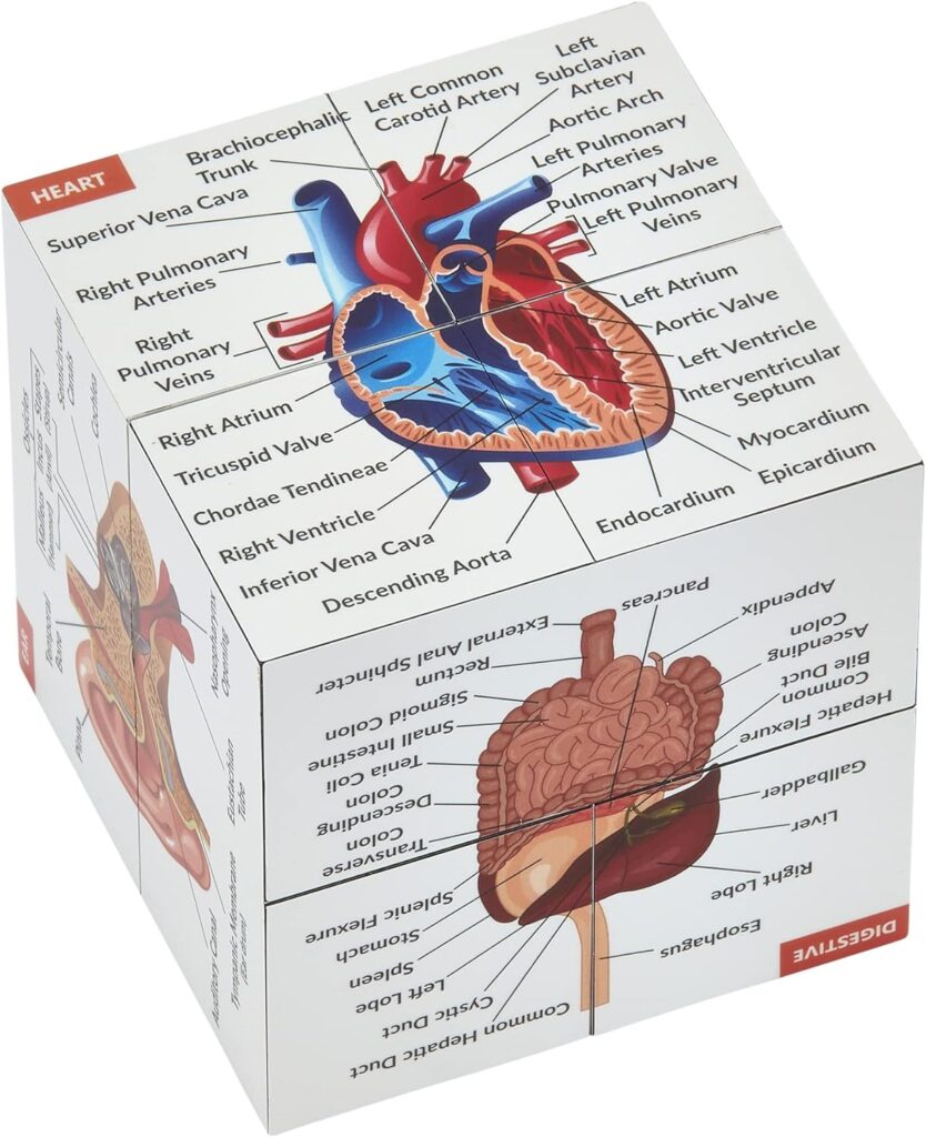 Human Anatomy Study Cube