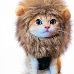 Lion Mane Wig for Cat