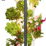 Hydroponics Growing System Kit